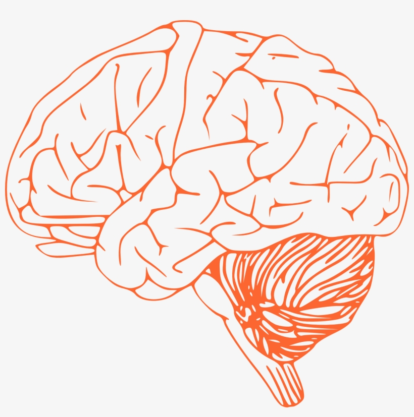 Clip Art At Clker - Brain Clip Art, transparent png