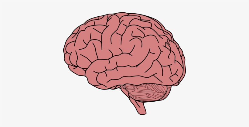 Clipart Freeuse Library Drawing Line Art Computer Free - Brain Png, transparent png