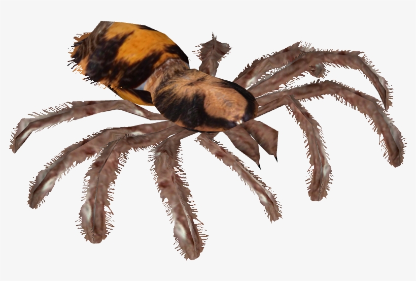 Pumpkin Patch Tarantula - Wiki, transparent png