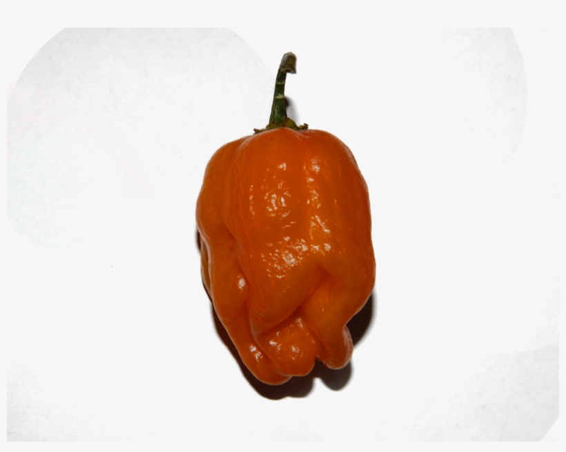 Orange Habanero - Habanero .png, transparent png