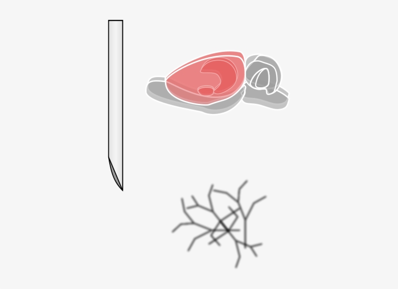 Rat Brain Clipart Png, transparent png