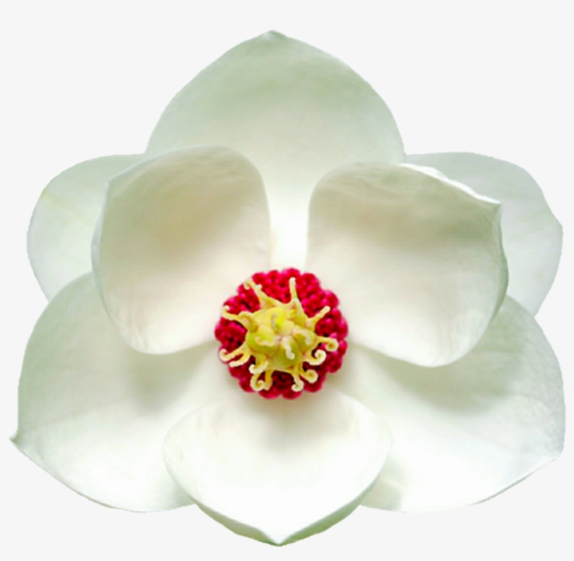 White Magnolia By Jeanicebartzen27 On Deviantart Picture - Magnolia, transparent png