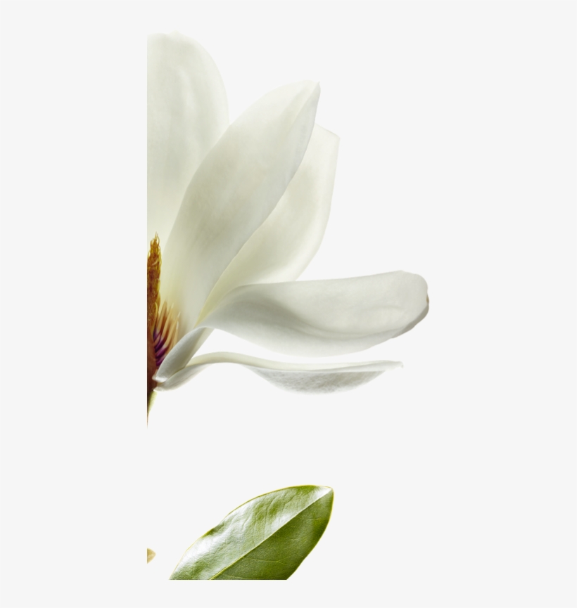We Have Selected Magnolia That Is Native To Southwest - Magnolia Png, transparent png