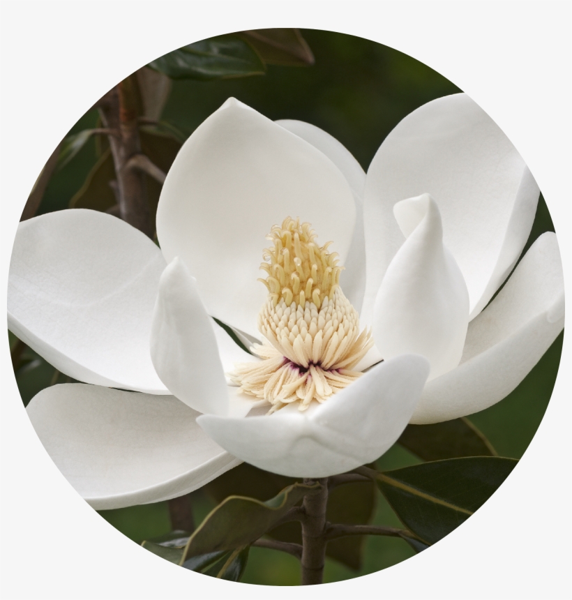 Magnolia Flower Essential Oil - Magnolia Tree Flower, transparent png