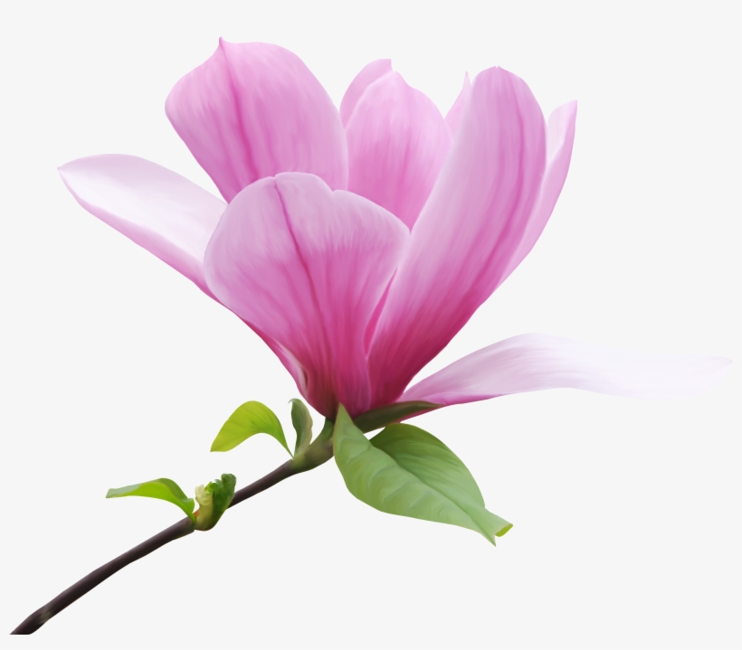 Magnolia X 'butterflies' - Magnolia Png, transparent png