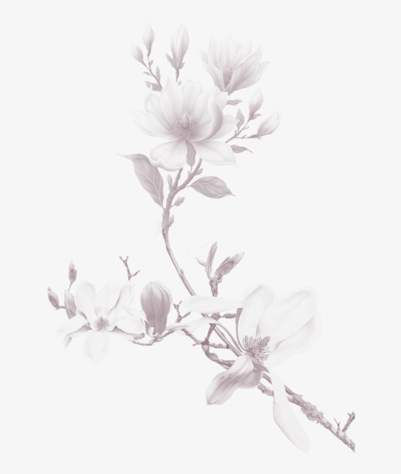 Bg Png 2 - Botanical Illustration, transparent png