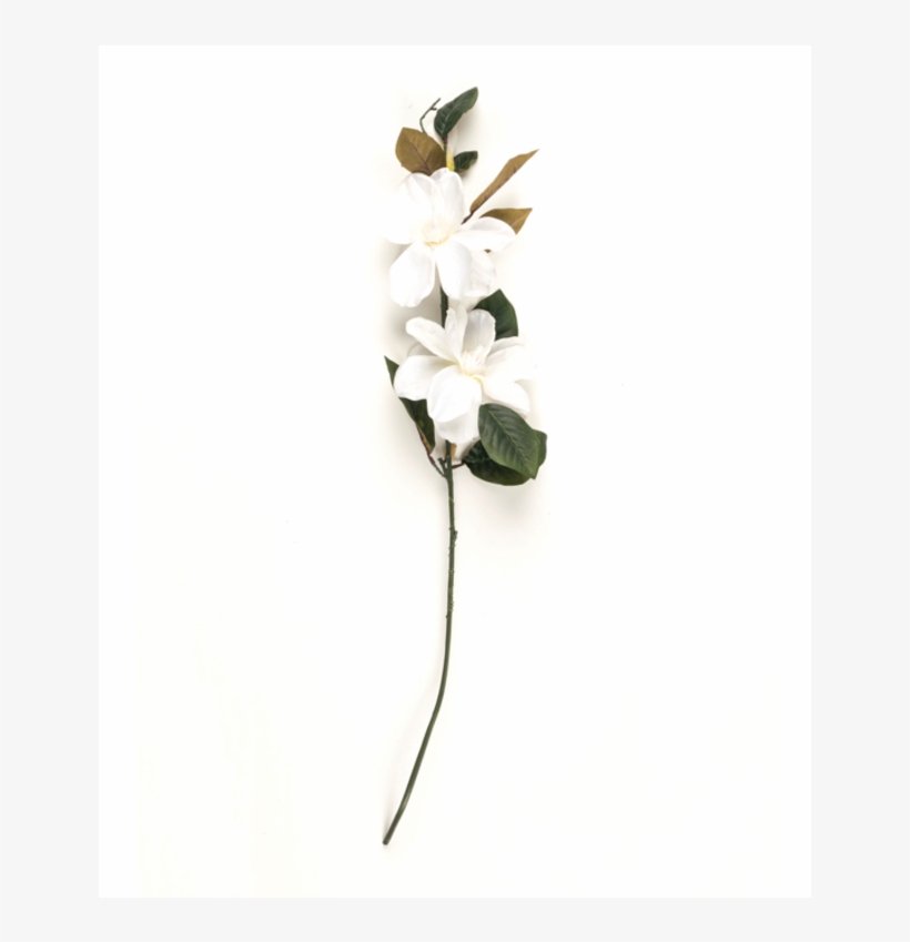 Magnolia - Orchid, transparent png
