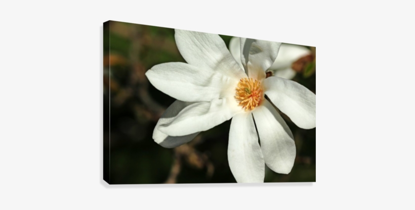 White Magnolia Canvas Print - Artist, transparent png