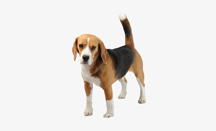 Beagle Png Free Download - Bígl Png, transparent png