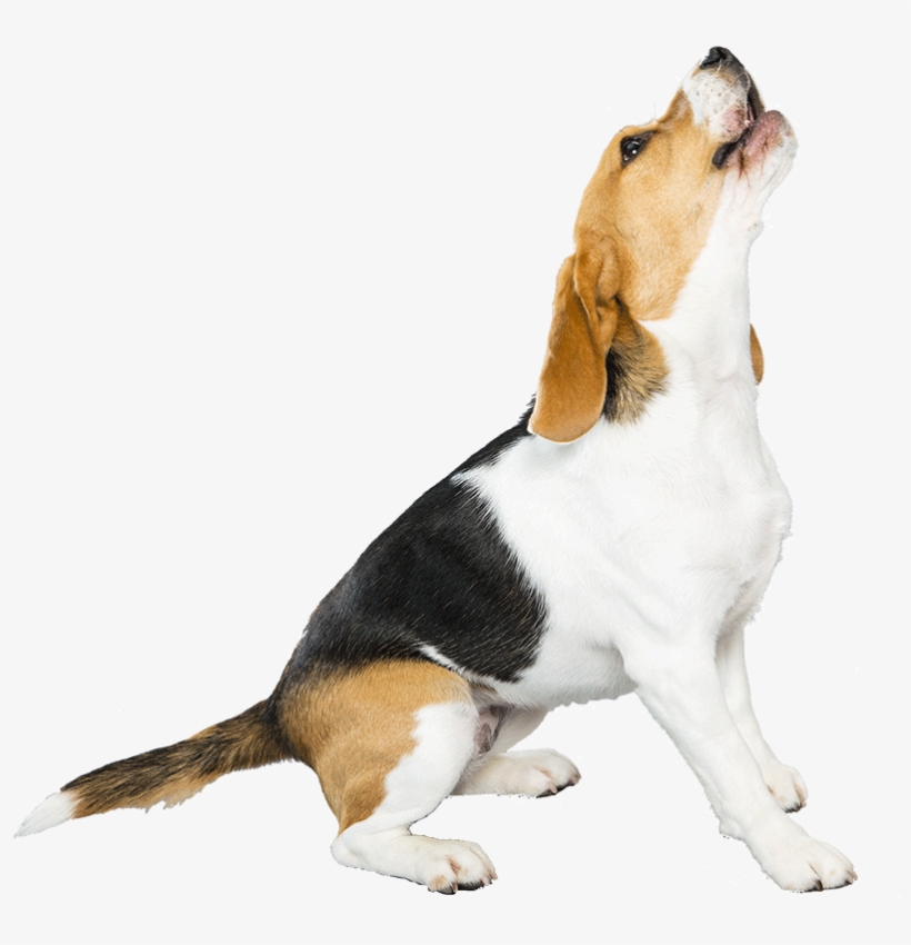 The More You Know - Beagle Png, transparent png
