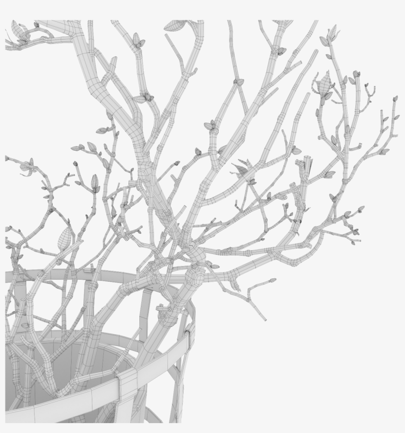 Magnolia 05 - Drawing, transparent png