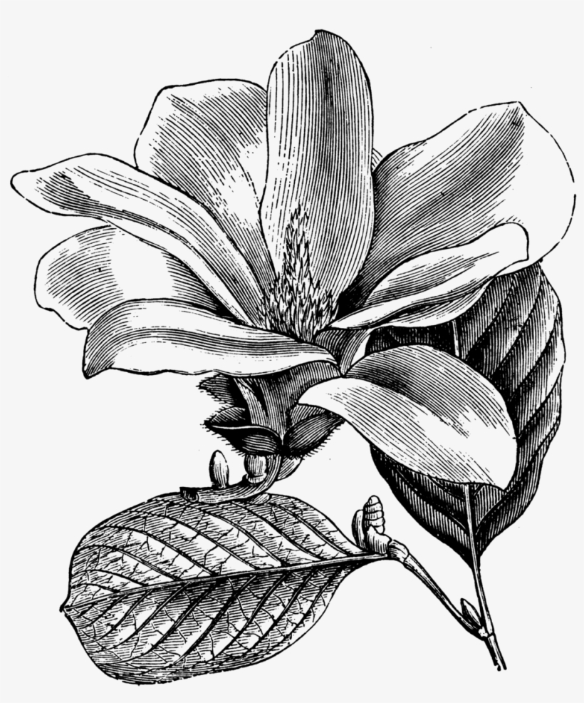Magnolia345, transparent png