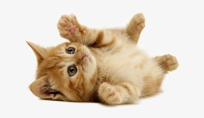 Cat Sitter, Cat Sitting Cleveland, Oh - Like Cat, transparent png