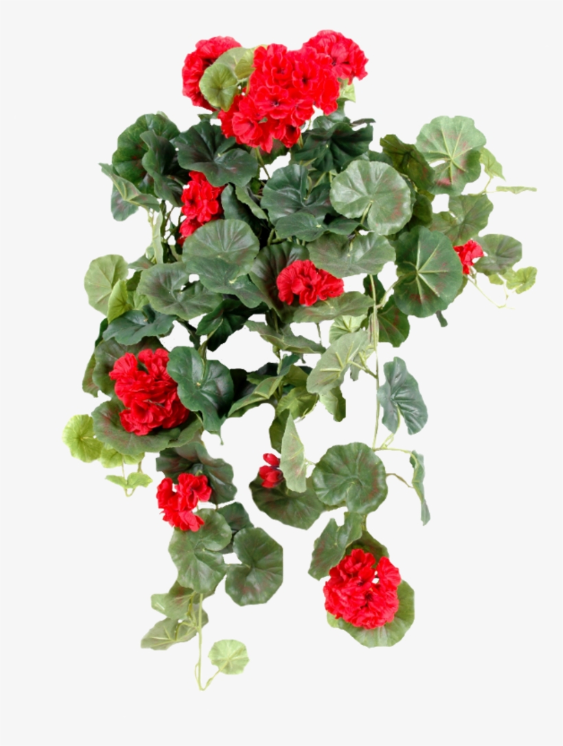 Ornement Floral - Plante Verte Retombante Fleuries D Intérieur, transparent png