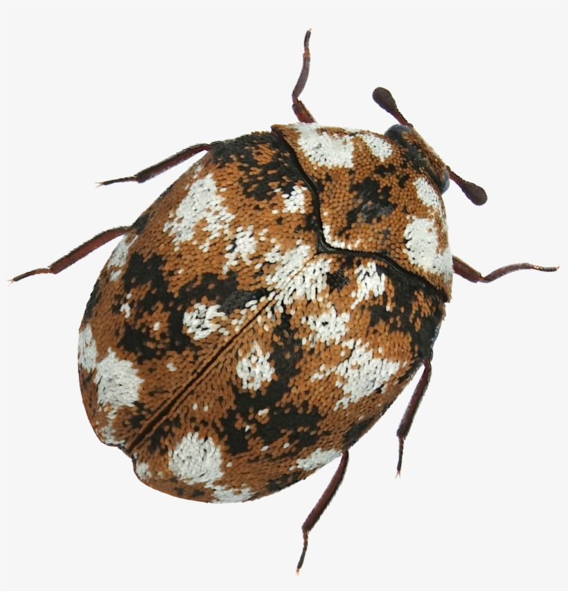2478 X 2454 3 - Leaf Beetle, transparent png