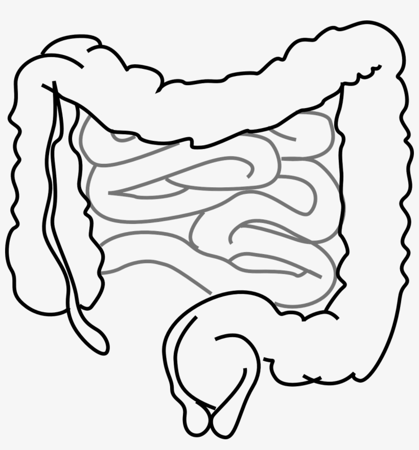 Previous Studies Have Indicated That Probiotics Prevent - Drawing Of A Gut, transparent png