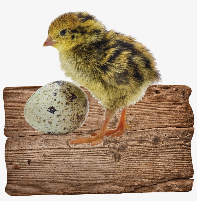 Our Gorgeous Little Quails Lay Beautiful Tiny Speckled - Chicken, transparent png
