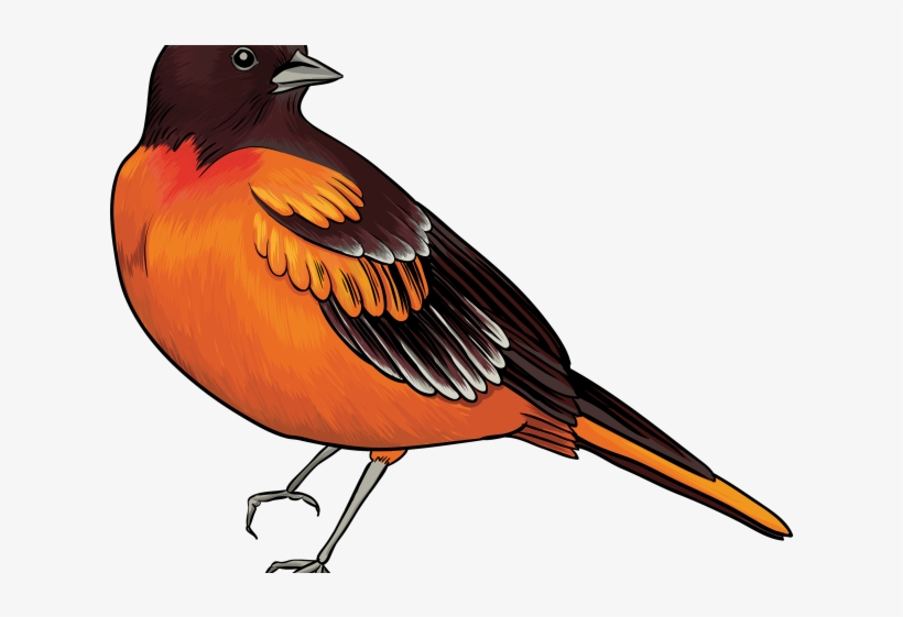 Quail Clipart Free Clipart - Bird Clip Art, transparent png