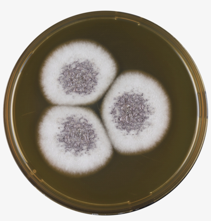 Aspergillus Venezuelensis Meaox - Dish, transparent png