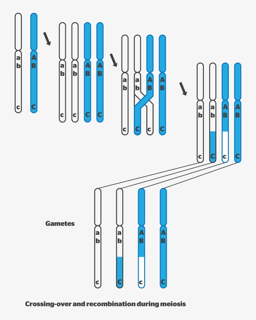 Was This Helpful - Sexual Reproduction Variation, transparent png