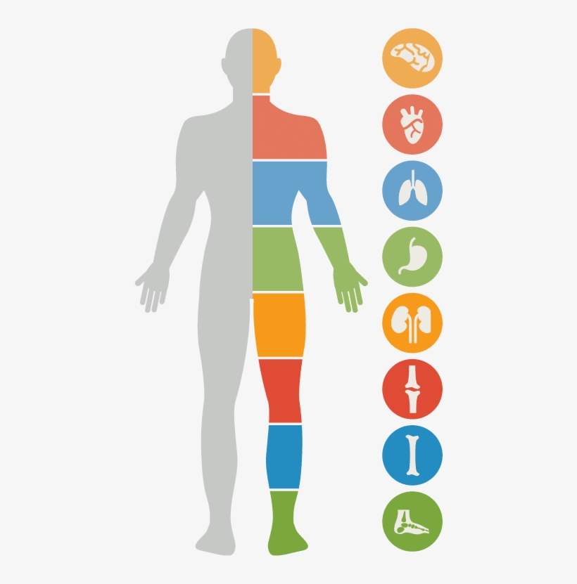 Joel Wallach - Effects Of Stress On The Body Diagram, transparent png