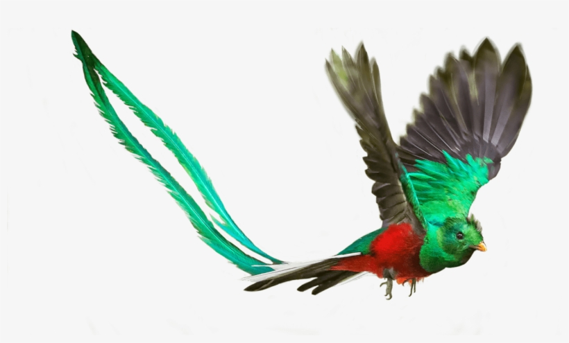 “where There Is Dharma, There Is Victory” - Macaw, transparent png