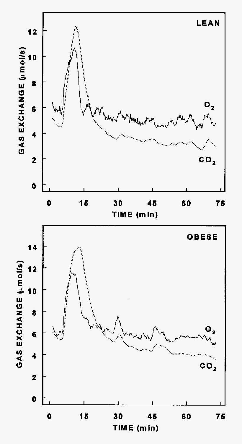 Oxygen Consumption And Carbon Dioxide Release By Lean - Diagram ...