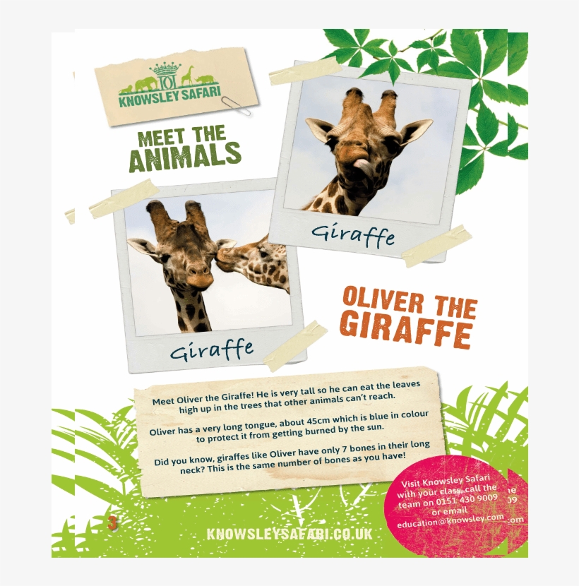 Knowsley Safari Park, transparent png