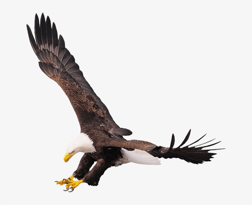 Eagles - Hawk, transparent png