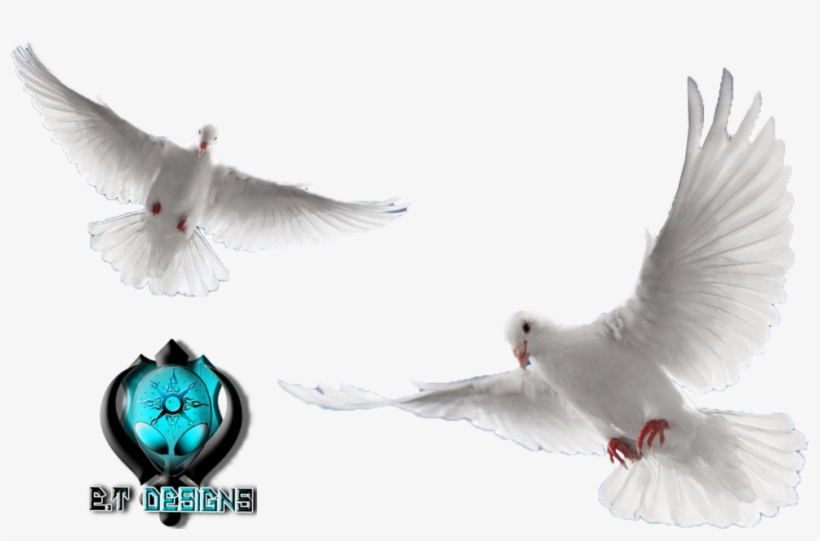 Share This Image - White Doves Flying Png, transparent png