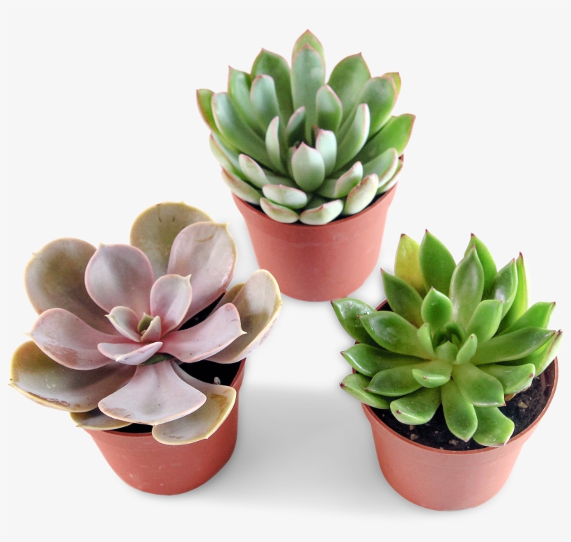 5184 X 3456 2 - Flowerpot, transparent png