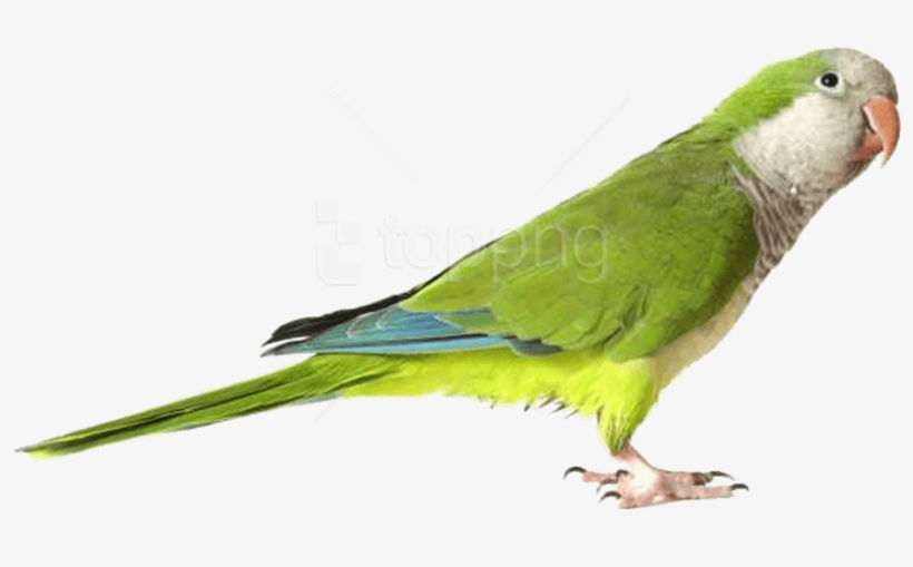 Download Green Parrot Png Images Background - Parrot Png, transparent png