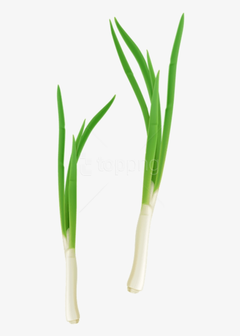 Free Png Download Green Fresh Onion Png Images Background - Onion, transparent png