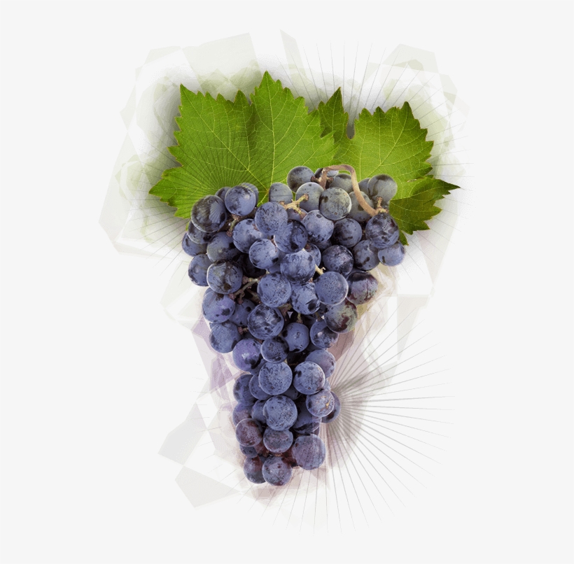 Pinot Noir Grapes, transparent png