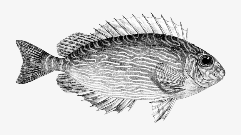 Siganus Spinus - Ictiotoxismo, transparent png