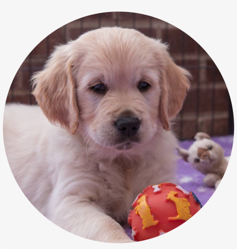 Microchipping - Golden Retriever, transparent png