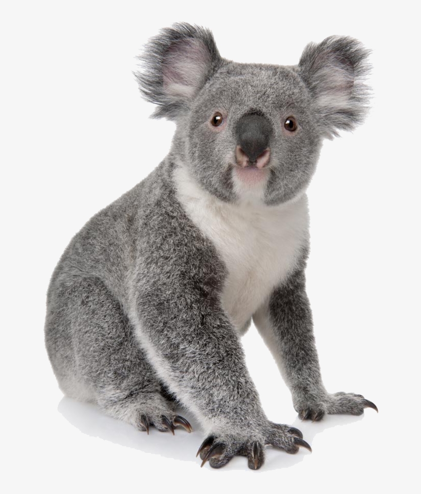 918 X 1000 4 - Koala Png, transparent png