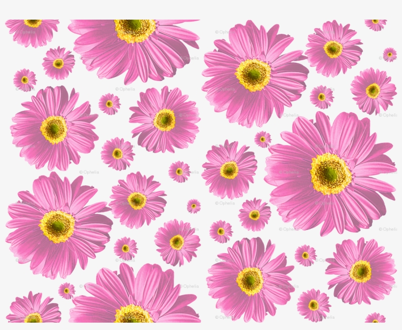 African Daisy, transparent png