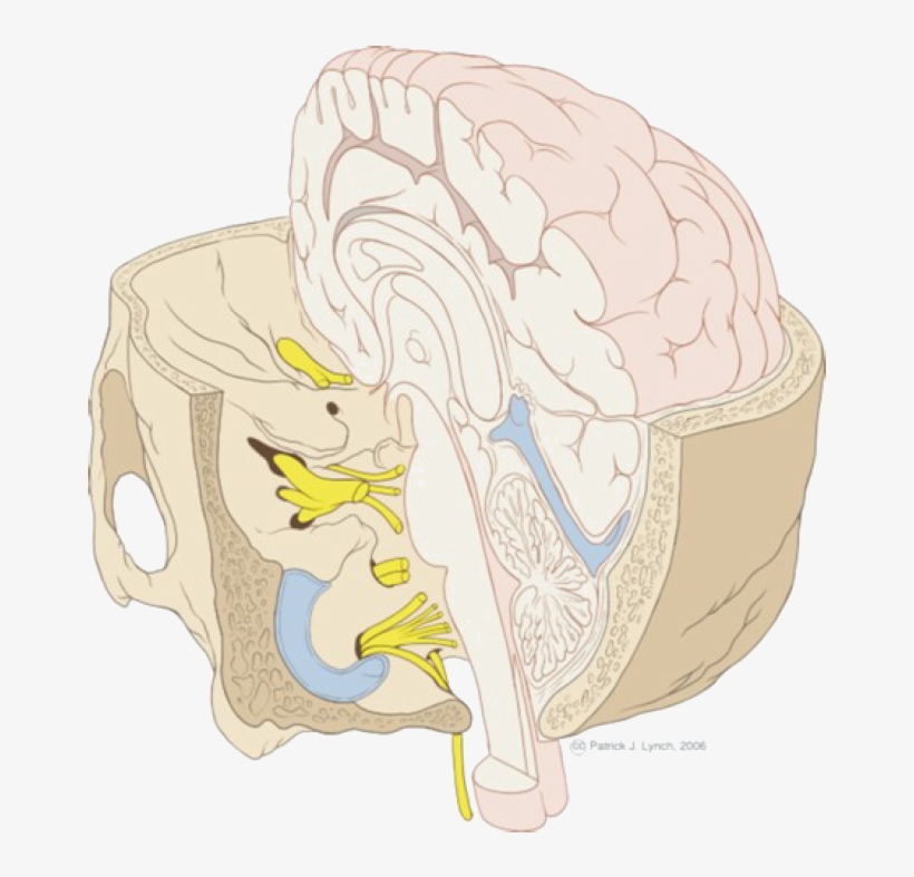 The Entry Of Sensory Nerves Into The Brain - Brainstem And Base Of Skull, transparent png
