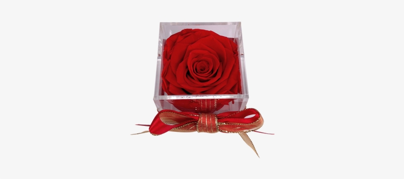This Beautiful Preserved Rose Will Last More Than A, transparent png