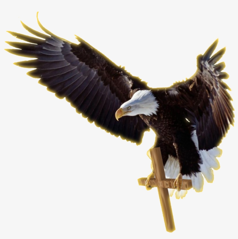 Job Experience Icon Png Download - Bald Eagle, transparent png