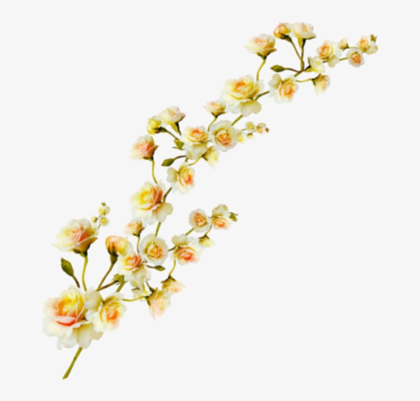 Plant Aesthetic Transparent Clipart Free Download Ya - Rosa Glauca, transparent png