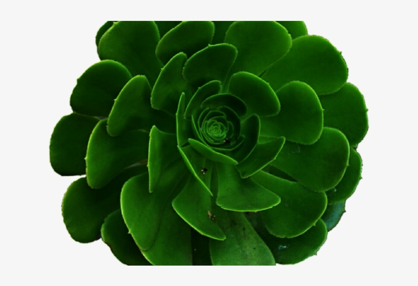 Aesthetic Clipart Transparent Green - Transparent Green Aesthetic, transparent png