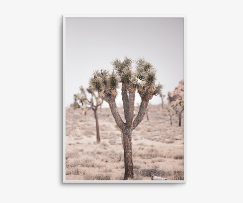 Cool Joshua Tree Pt, transparent png