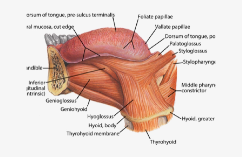 Drawn Tongue Tongue Anatomy - Diagram, transparent png