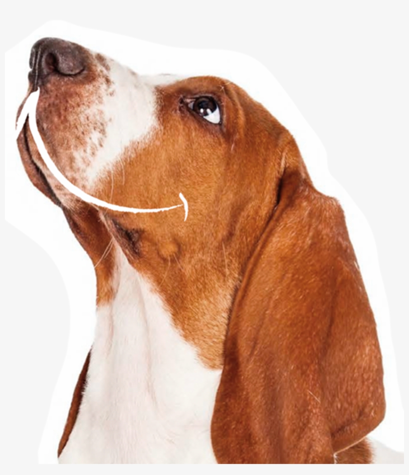 Basset Hound, transparent png