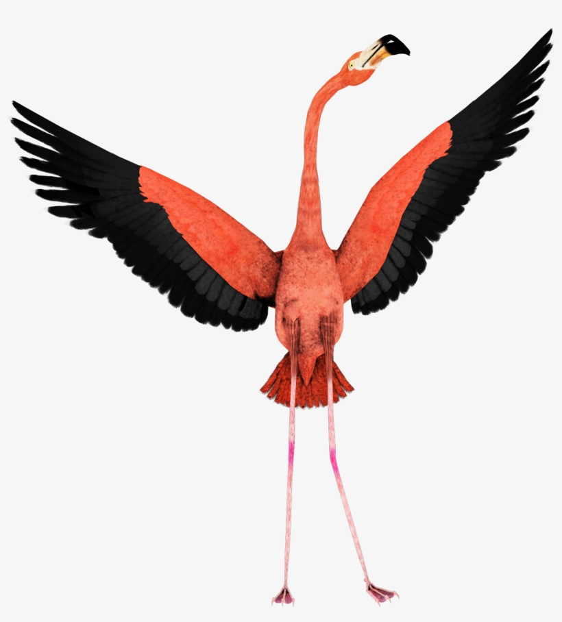 Flamingo, transparent png