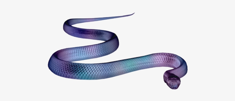 Eastern Indigo Snake, transparent png