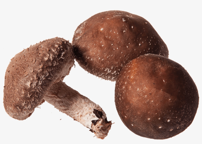 Shiitake, transparent png