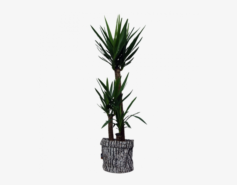 Merowings® Planter Is The Newest Addition To The Merowings - Houseplant, transparent png